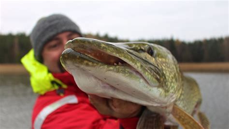 Pike Fishing In The Baltic Sea The Life At Pikepride Lodge Youtube