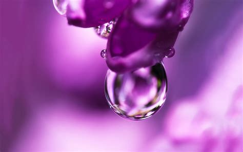 Ultra Hd Flower Pink Water Drop Hq Picture Gotas De Agua Gotas De