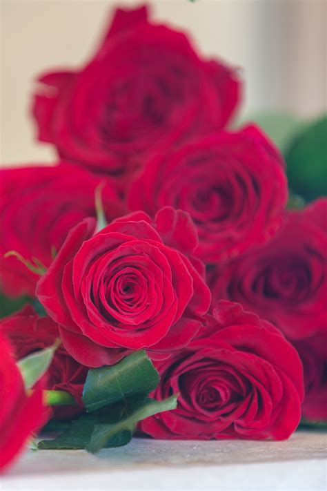 Romantic Red Roses Simply Beautiful Flowers And Ts