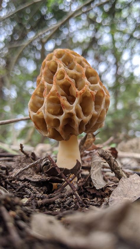 Introduction To Mushroom Identification — Central Texas Mycological Society