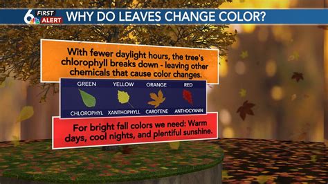 The Science Of Fall Foliage Why Do Leaves Change Color