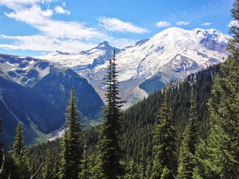Growing Steady Mt Rainier National Park
