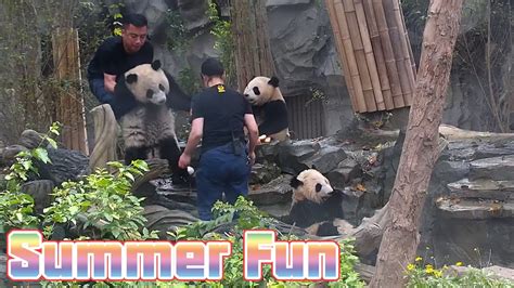 Fun Summer Activities For Pandas Ipanda Youtube