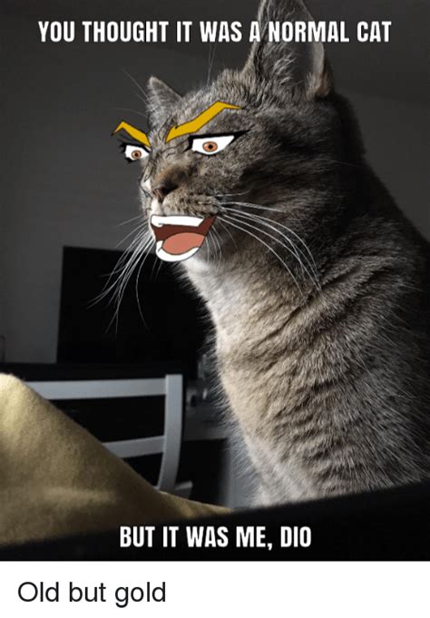 You Thought It Was A Normal Cat But It Was Me Dio Anime Meme On Meme