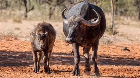 How African Buffalo Giving Birth In Wild Youtube