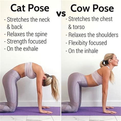 Discover The Beauty Of Cat Cow Yoga