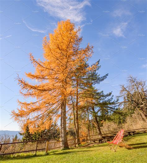 Larch Tree In Autumn Nature Stock Photos Creative Market