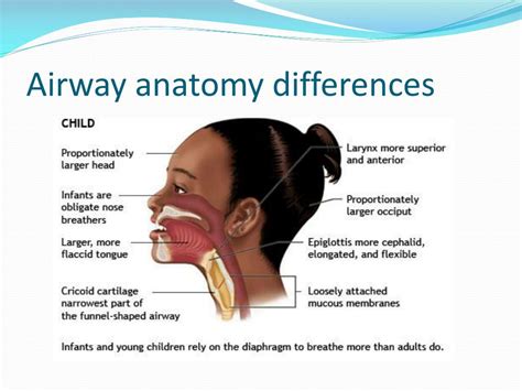 Pediatric Airway Anatomy Anatomical Charts And Posters