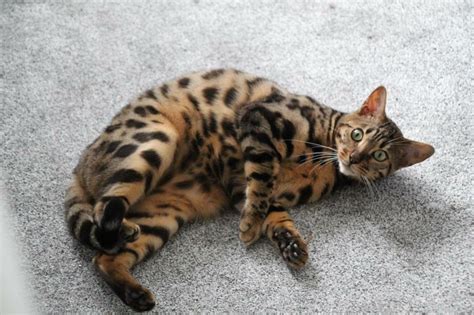 1 Year Old Male Bengal Cat For Sale In Newtownabbey County Antrim