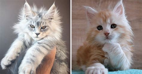 28 Tiny Maine Coon Kittens That Are Actually Giants In The