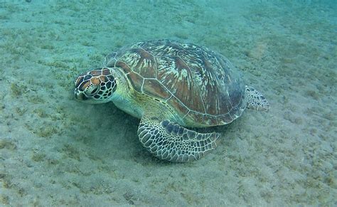 Lo más viral Miles de tortugas invaden playa vacía y aprovechan