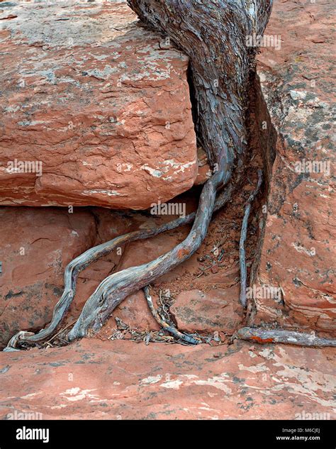 Exposed Tree Roots Growing In Red Desert Sandstone Rock Arizona Stock