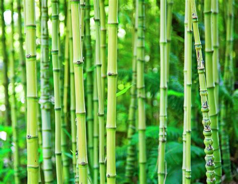 Bamboo By Enjoynz