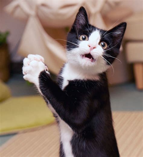 22 Surprised Animals Freaking Out About Whats Happening