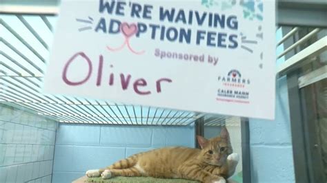 Cats And Dogs Find Forever Homes During Clear The Shelters Youtube