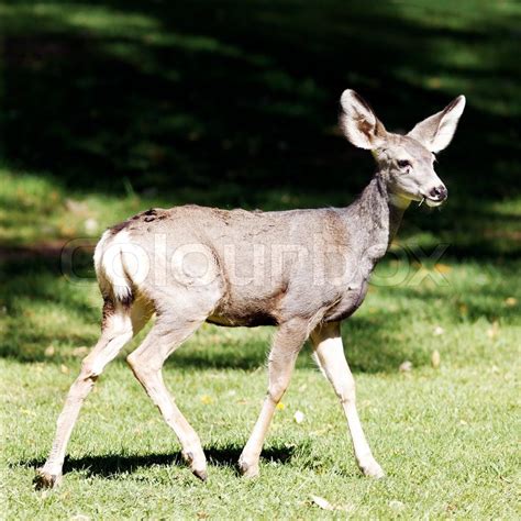Whitetail Deer Fawn In Sunlight Stock Image Colourbox