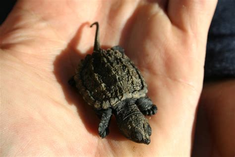 Free Baby Snapping Turtle Stock Photo