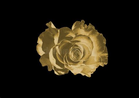 Gold Rose Stock Photo Image Of Flower White Beautiful 96038264