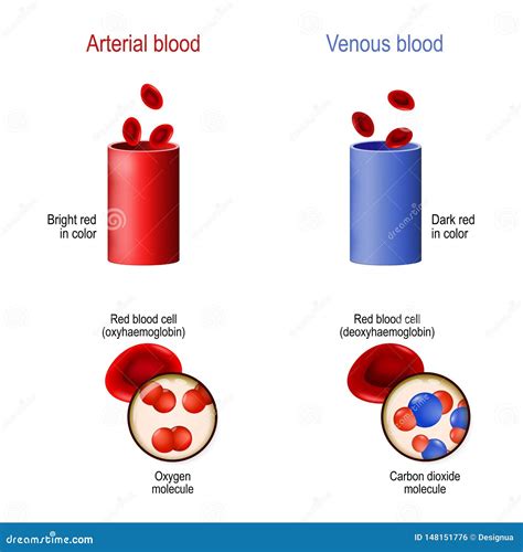 Arterial Vs Venous Blood