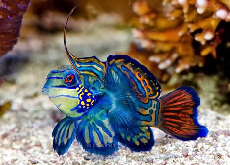 Amazing Color The Mandarin Fish Exotic Freshwater And Saltwater Fishes
