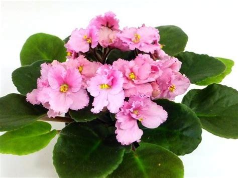 African violets (saintpaulia) makes a lot of flowers in the most varied colors. Two African Violet Plants - Assorted Colors IN BLOOM - 4 ...