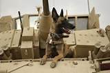 Photos of Dogs In The Army