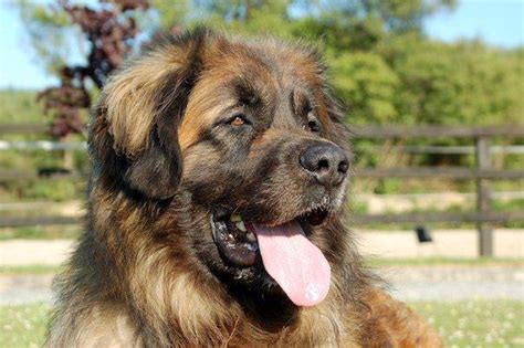 Leonberger Show Kennels From Ireland Hillhavenleonbergers Home Of