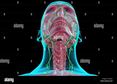 The Lymph Supply Of The Head And Neck Stock Photo Alamy