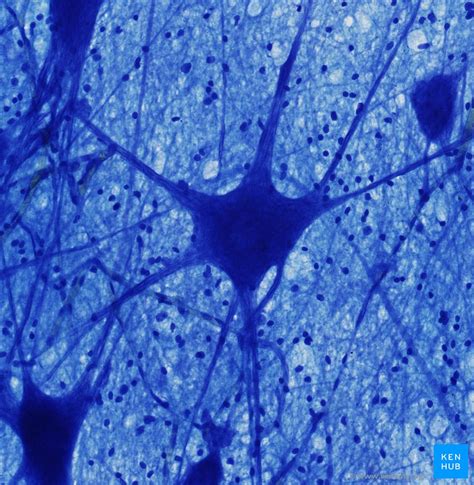 Histology Of Neurons Morphology And Types Of Neurons Kenhub