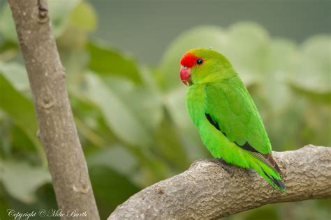 Agapornis Taranta Historia Caracter Sticas Cr As Y Mutaciones