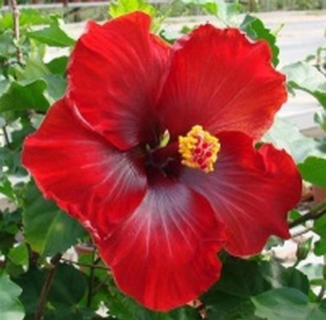 Pin On Hibiscus