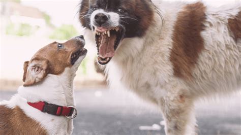 How To Stop Dog Aggression Towards Other Dogs