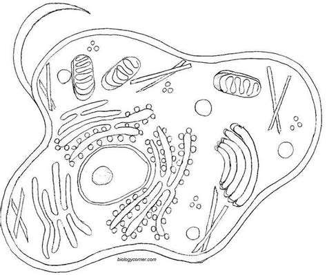 Animal cell colored and labeled. animal cell coloring pages 4 750x630 | Värityskuva, Elämä