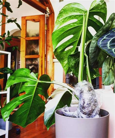 How To Propagate Monstera In 3 Ways Houseplant Alley