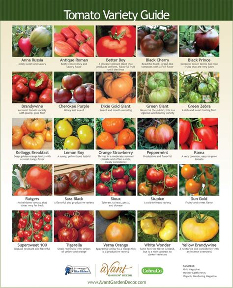 25 Tomato Varieties A Guide To Different Types Of Tomatoes Types Of