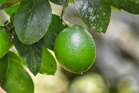 Plaga en el cultivo del limón La Villa El Blog de Garden Center Ejea