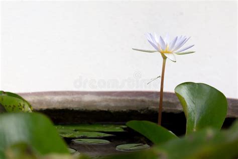 Lotus Flower In A Pond With Dragonfly Stock Photo Image Of Botanical