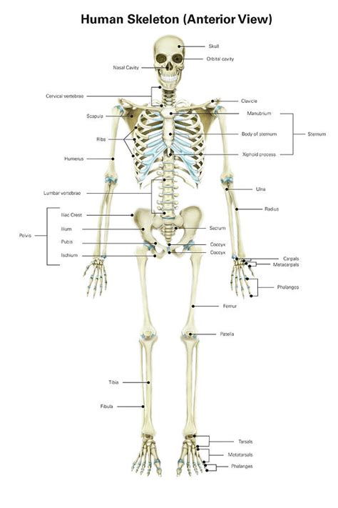 Human Body Bones Diagram Anatomical Diagram Of Human Skeleton
