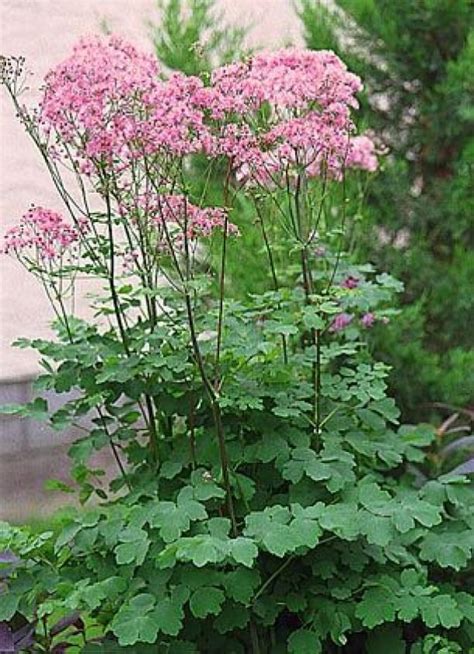 Meadow Rue Thalictrum Works Well In Shade As Well As Sun The Fine