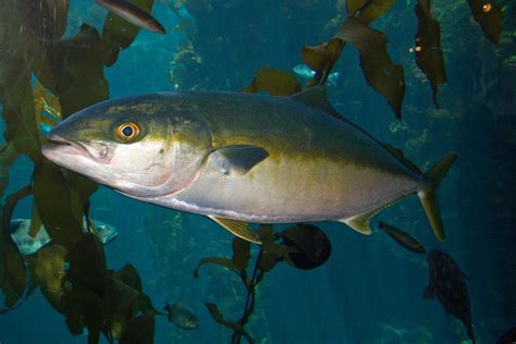 Yellowtail Amberjack Photo And Wallpaper Cute Yellowtail Amberjack