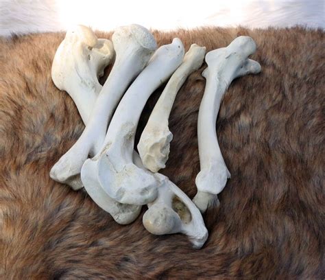 Real Deer Leg Bone Nature Stained Etsy