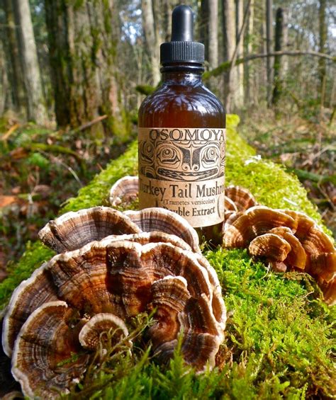 wild turkey tail mushroom organic alcohol double extract tincture etsy