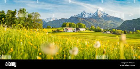 Beautiful View Of Idyllic Alpine Mountain Scenery With Blooming Meadows