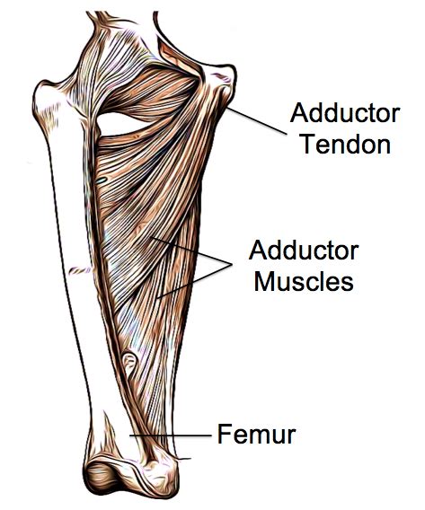 Adductor Tendinopathy Rural Physio At Your Doorstep