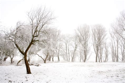 Fruit Tree In Winter Stock Photo Royalty Free Freeimages