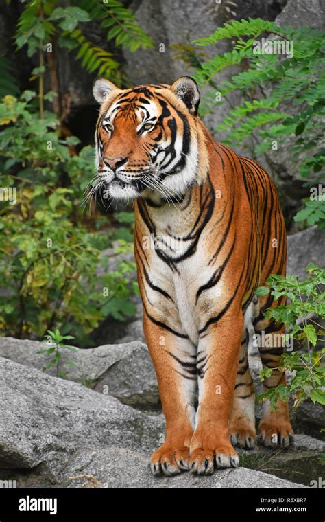 Close Up Front Portrait Of Indochinese Tiger Stock Photo Alamy