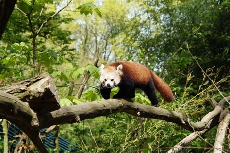 Conservation Of Red Panda