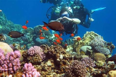 Sharm El Sheikh Introduction à La Plongée Sous Marine Depuis Le