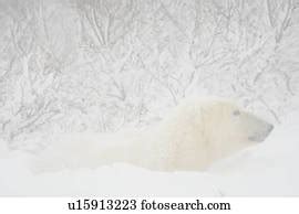 polar bear tracks   snow ellesmere island nunavut canada stock