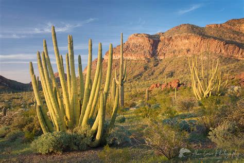 Organ Pipe Cactus National Monument Alan Crowe Photography